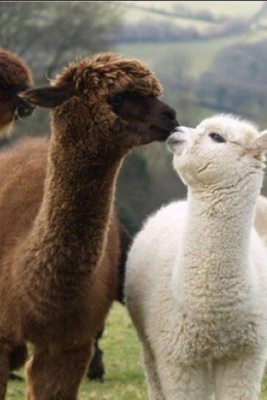 Seoul: Nami and K-Garden with Optional Alpaca Winter Tour - Eobi Valley and its winter ice wall