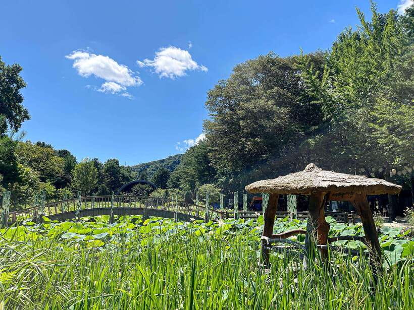 Seoul: Nami Island & Petite France Tour with Railbike Option - Pinocchio and Da Vinci Village beside Petite France