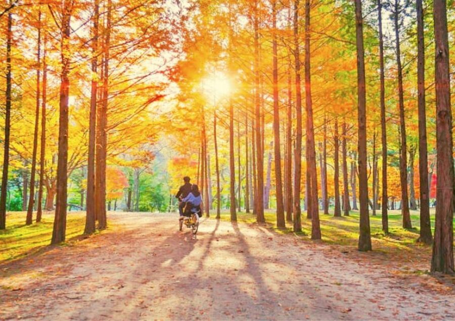 Seoul: Nami, Petite France, Italian Village, Railbike Option - Petite France and its Little Prince theme