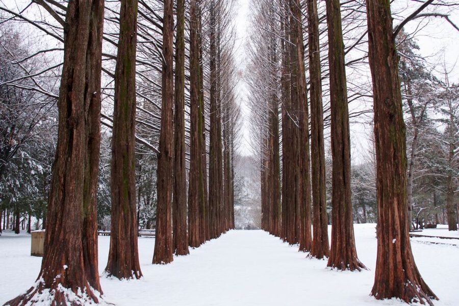 Seoul: Private Customizable Tour to Nami Island and More - Who should book this day trip?