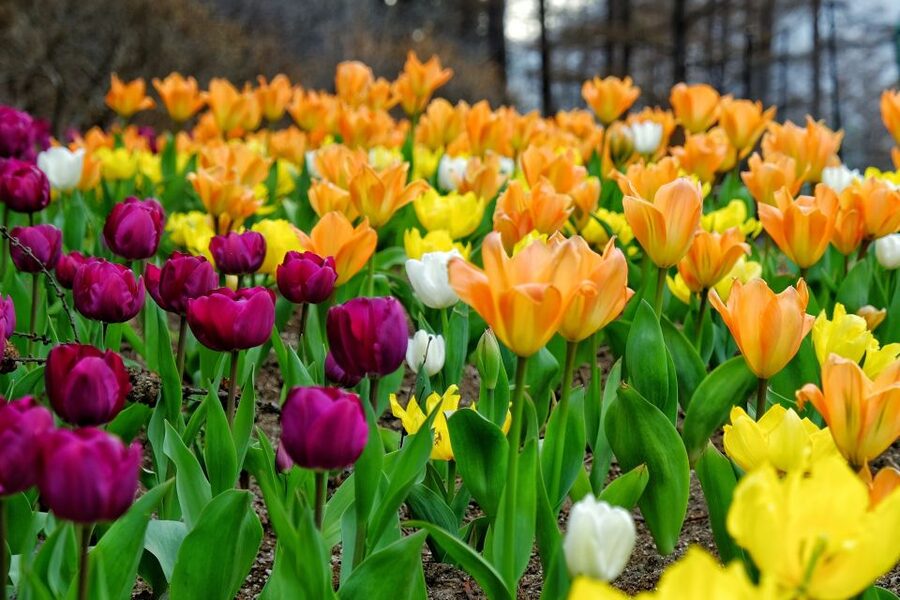 Seoul: Private Customizable Tour to Nami Island and More - Why Nami Island makes a strong day outside Seoul