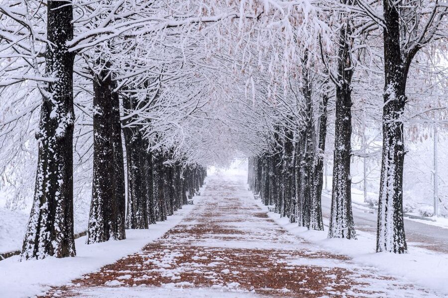 Seoul: Private Customizable Tour to Nami Island and More - Petite France: a compact themed village
