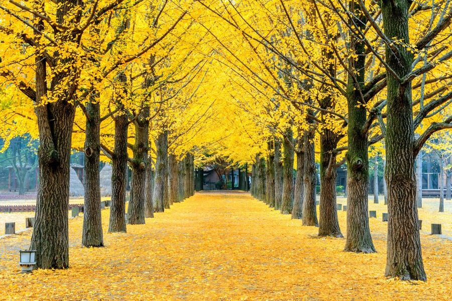 Seoul: Private Customizable Tour to Nami Island and More - Is $470 good value for up to five people?