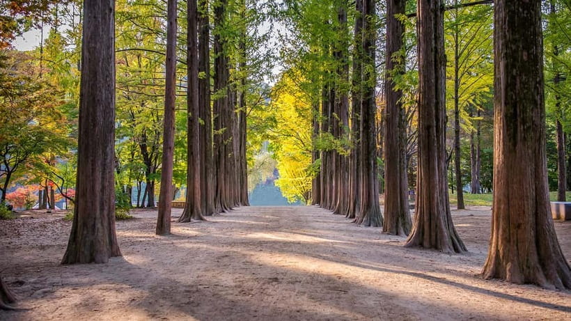 Seoul: Private Tour to Nami Island, Garden, Petite France - A full day from Seoul with three different faces