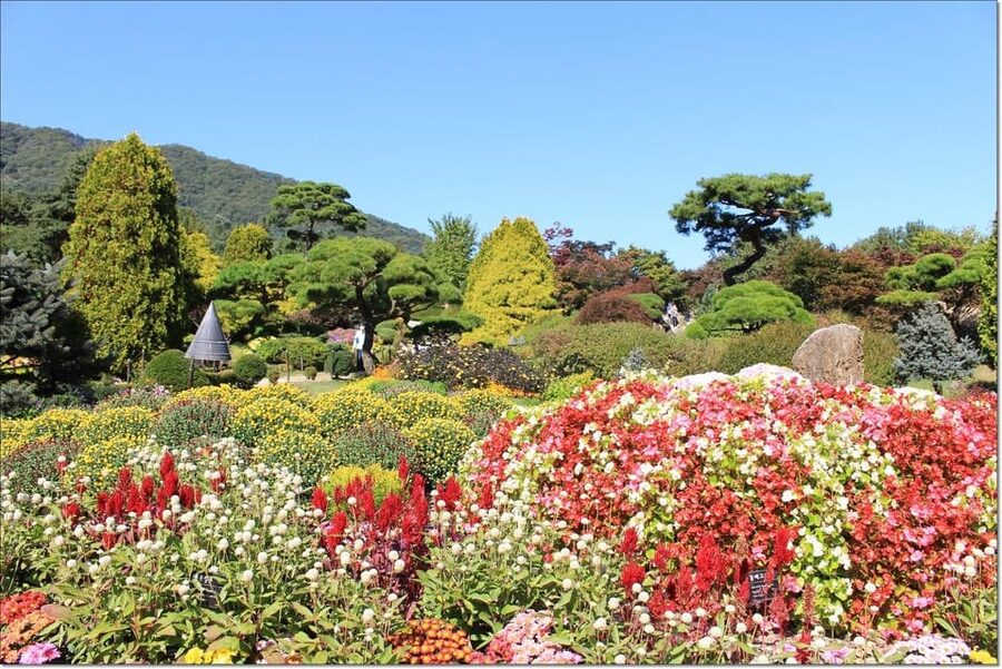 Seoul: Private Tour to Nami Island, Garden, Petite France - The best fit for this private day trip