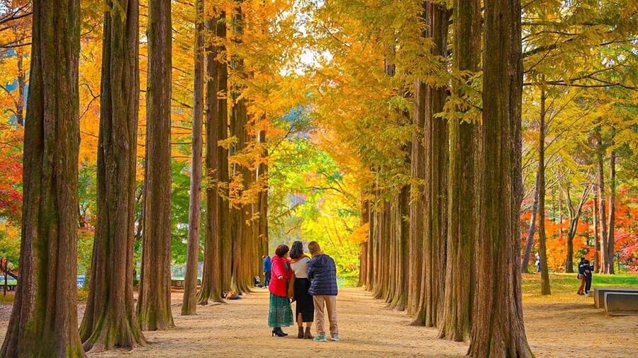 Seoul: Private Tour to Nami Island, Garden, Petite France - Should you book this Seoul countryside tour?