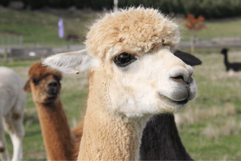 Seoul: Samaksan Cable Car & Nami with Alpaca World/Railbike - Nami Island and its K-drama appeal