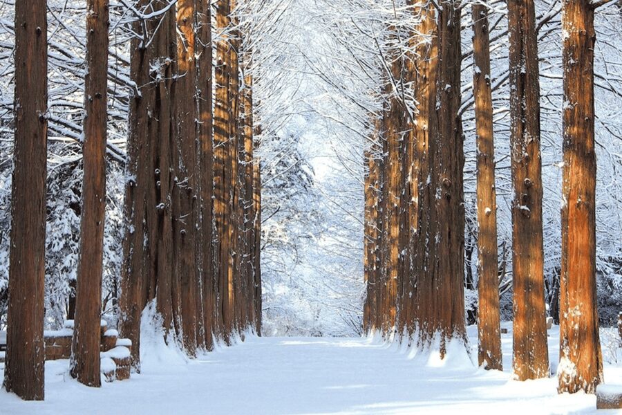 Seoul: SnowyLand in Vivaldi Park with Nami or Alpaca - Small details that will improve the day