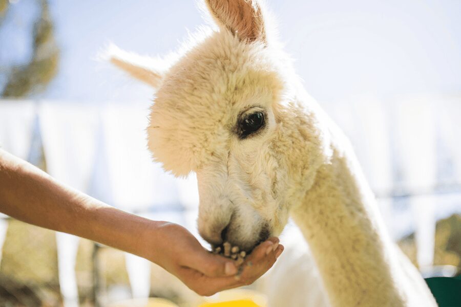 Seoul: SnowyLand in Vivaldi Park with Nami or Alpaca - Choosing Alpaca World