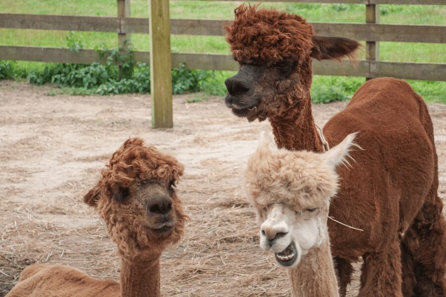 Seoul: SnowyLand in Vivaldi Park with Nami or Alpaca - Who will enjoy this most