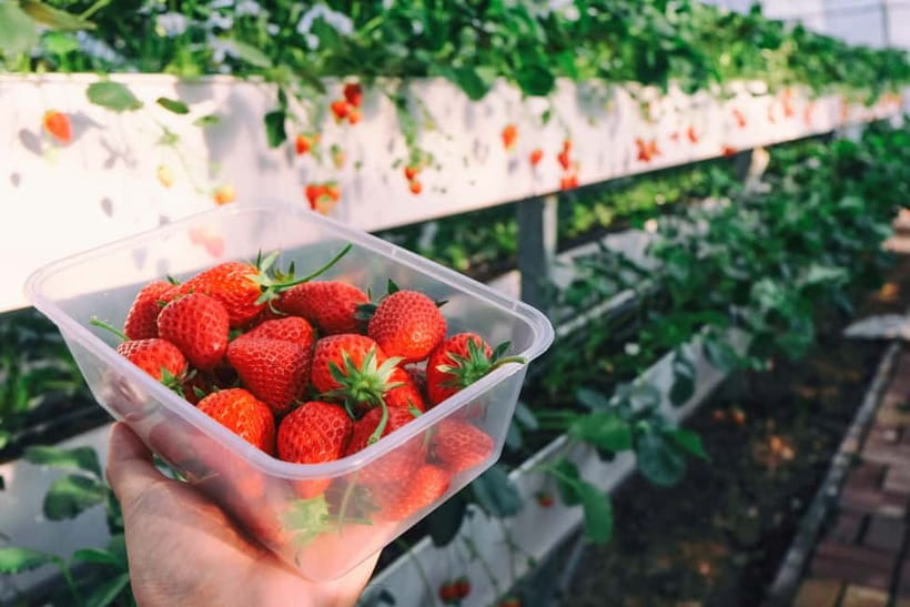 Seoul: Strawberry Picking & Eobi Ice Valley & Nami Island - Why this winter day trip works