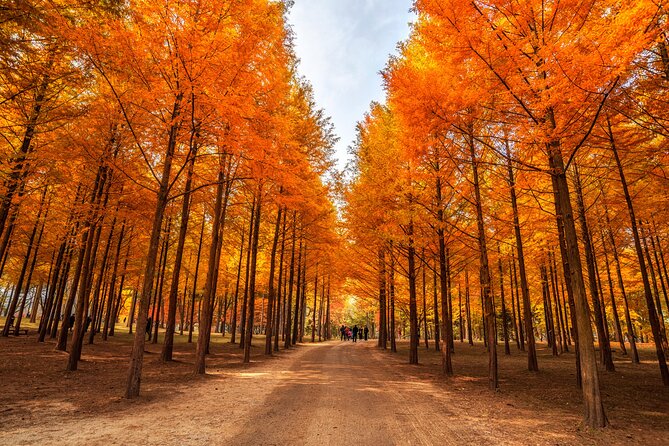 Seoul Vicinity 5 in 1: Nami Island, Garden of Morning Calm & More - Who should book this outing?