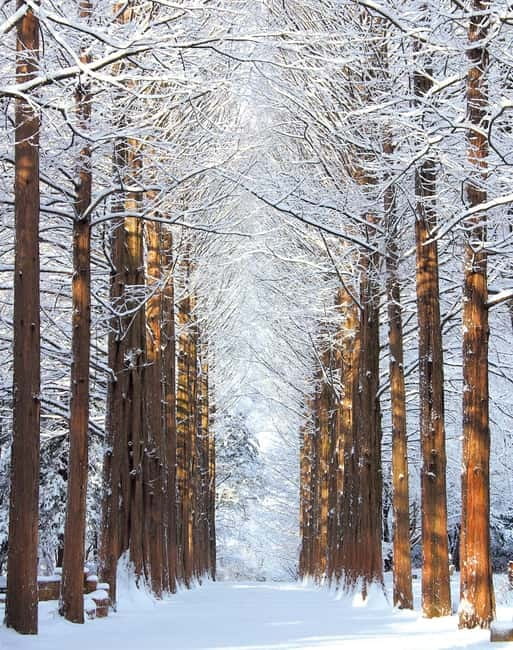 Seoul: Vivaldi Park Winter Ski with Nami Island Day Tour - Getting fitted before the snow