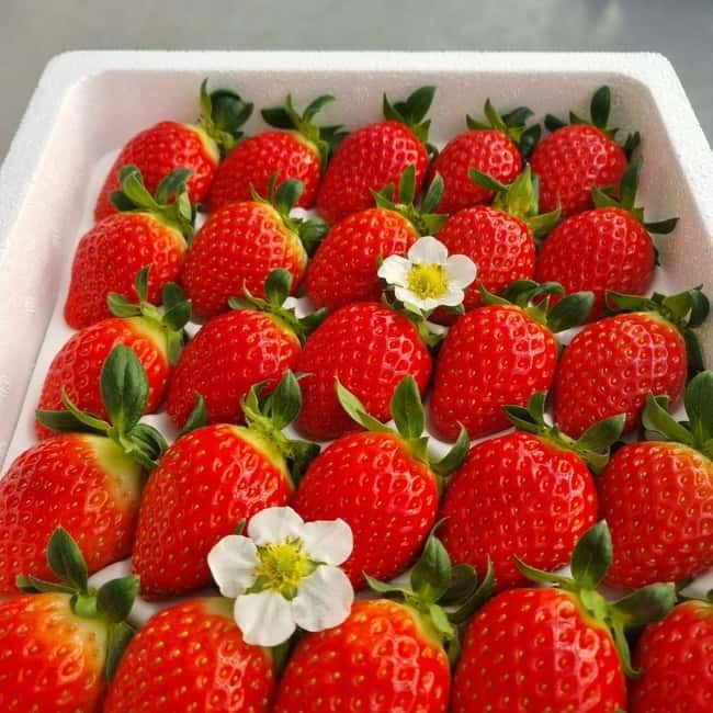 Seoul: Winter Day Tour in Pocheon (+Strawberry Picking) - Why Pocheon makes a good winter escape from Seoul