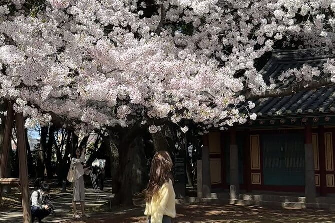Small Group Tour East Jeju Cherry Blossom & Woman Diver Show - Why this spring day works best as an east Jeju sampler