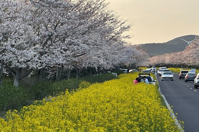 Small Group Tour East Jeju Cherry Blossom & Woman Diver Show - Noksan-ro pairs yellow canola with pink blossoms