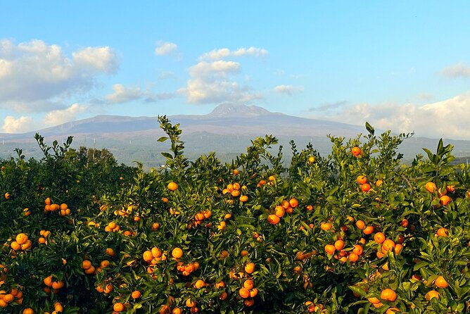 Small Group Tour for Jeju Fall Pink Muhly, Tangerines & Mt. Halla - Why this Jeju autumn tour works