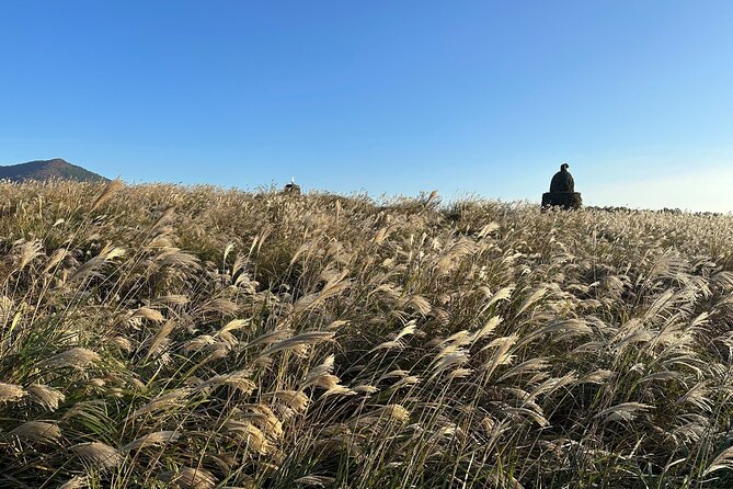 Small Group Tour for Jeju Fall Pink Muhly, Tangerines & Mt. Halla - A local lunch in Seogwipo