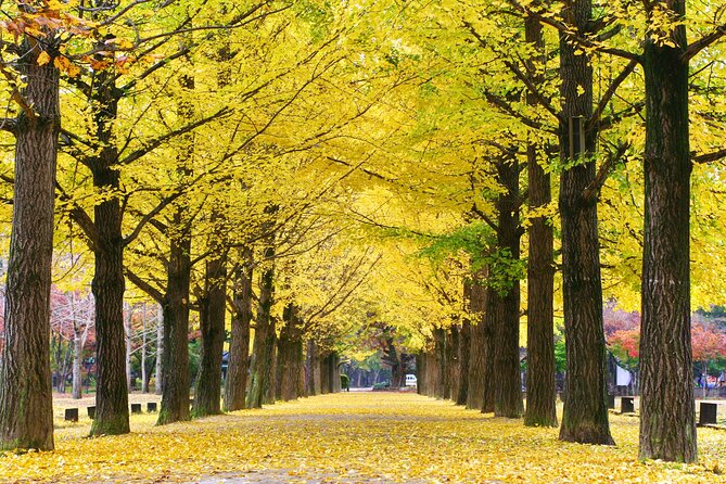 Special Private Tour Nami Island, Rail Bike, Petite France - Why This Private Seoul Day Trip Works