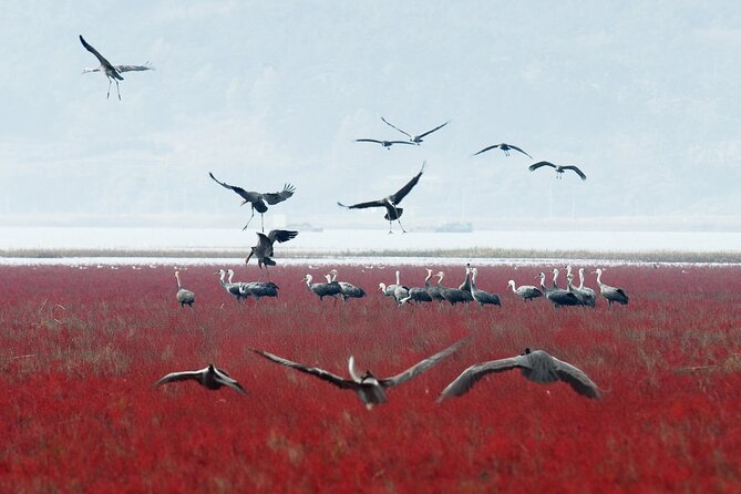 Suncheon and Yeosu Daily Private Tour with Pickup Service - Suncheon Bay Wetland Reserve: the day’s natural high point